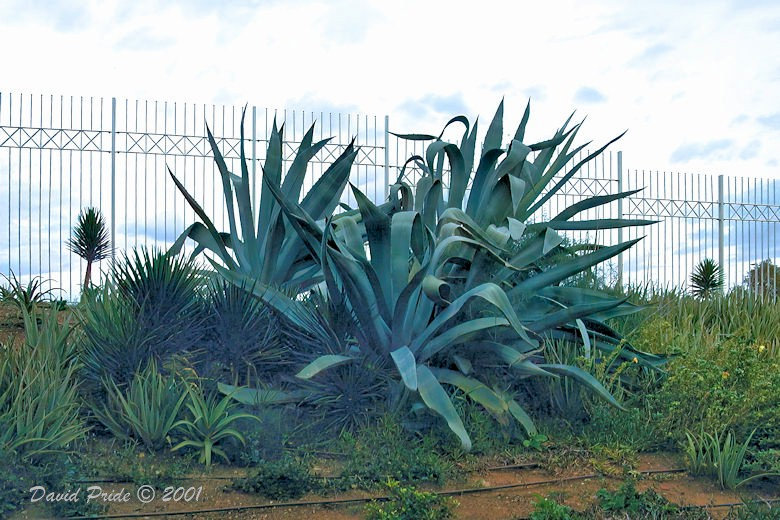 Aloe plants