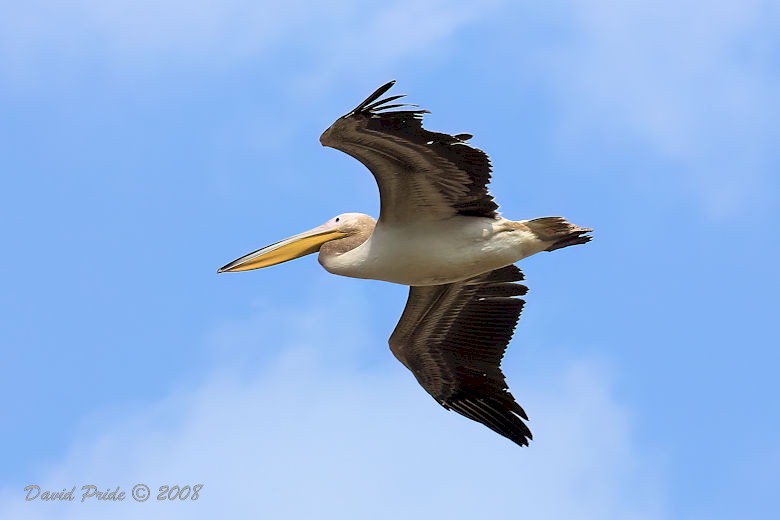 White Pelican