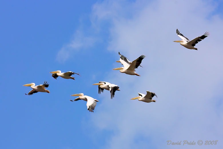 White Pelican