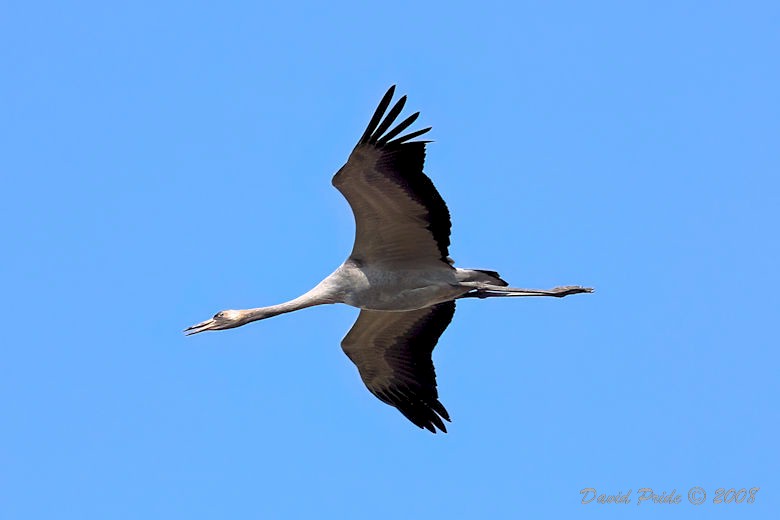Eurasian Crane