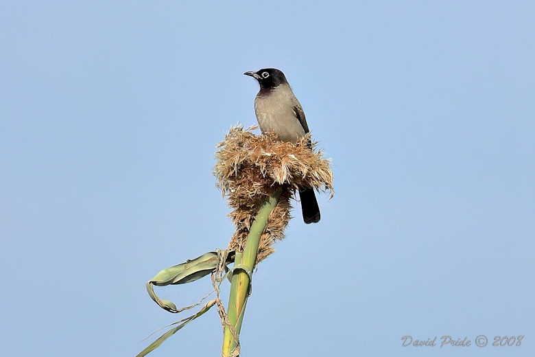 White-Spectacled Bulbul