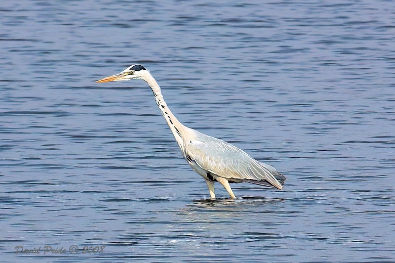 Gray Heron