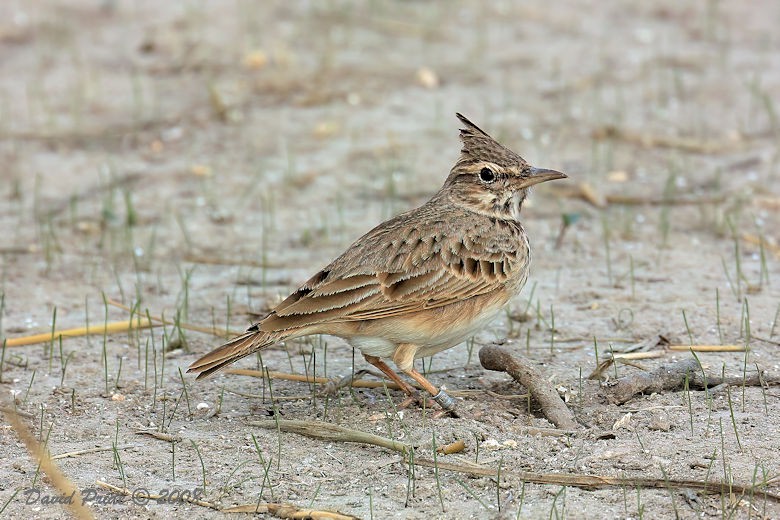 Crested Lark