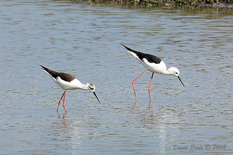 Black-Winged Stilt