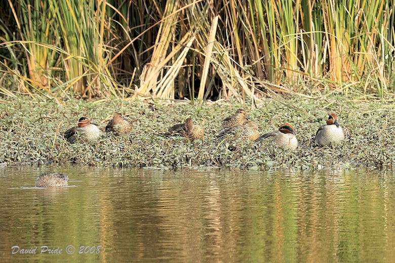 Green-Winged Teal