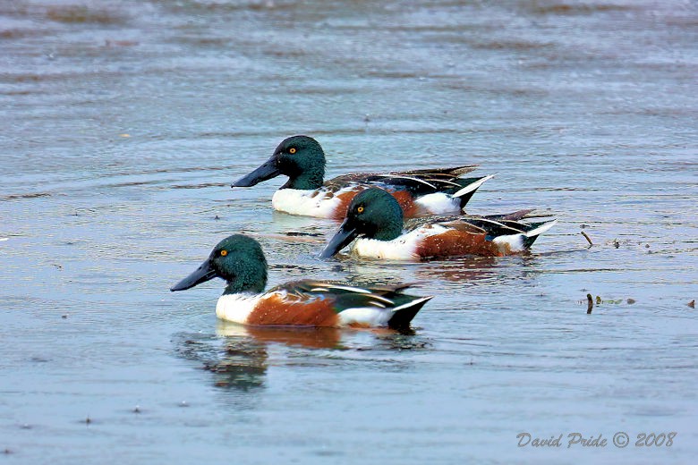 Shoveler