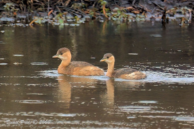 Little Grebe