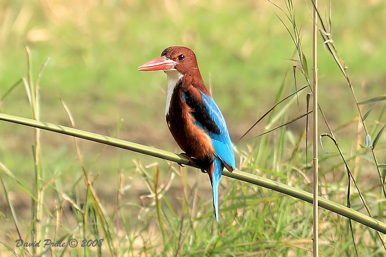 White-Throated Kingfisher