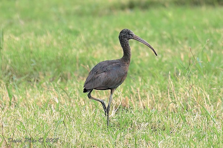 Glossy Ibis