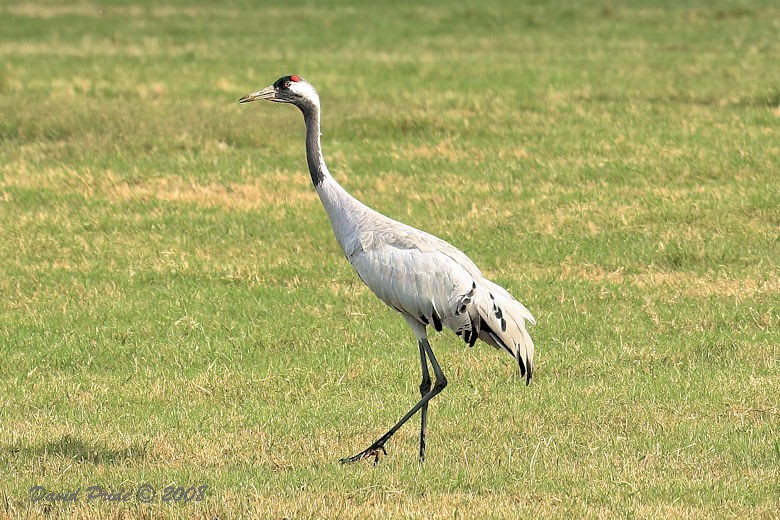 Eurasian Crane