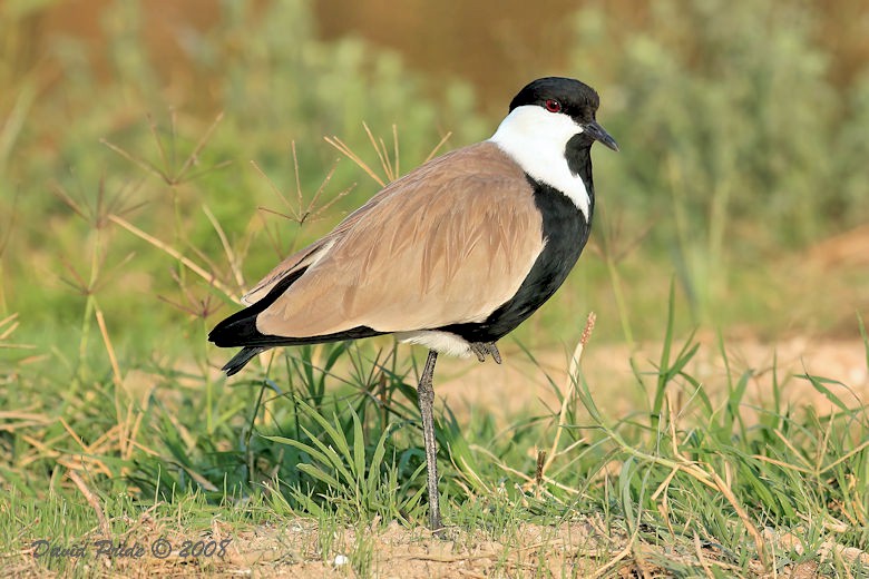 Spur-Winged Lapwing