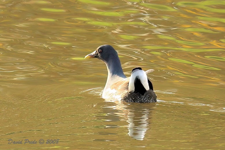 Moorhen
