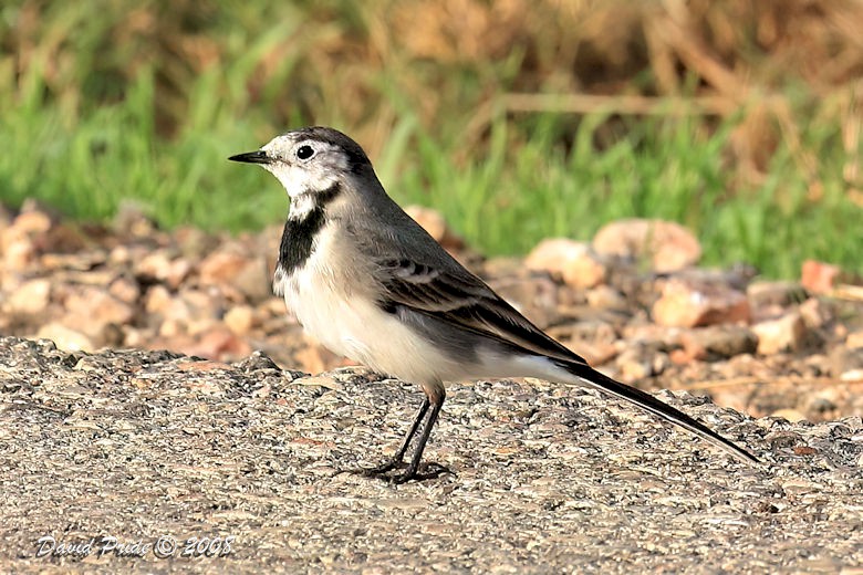 Pied Wagtail