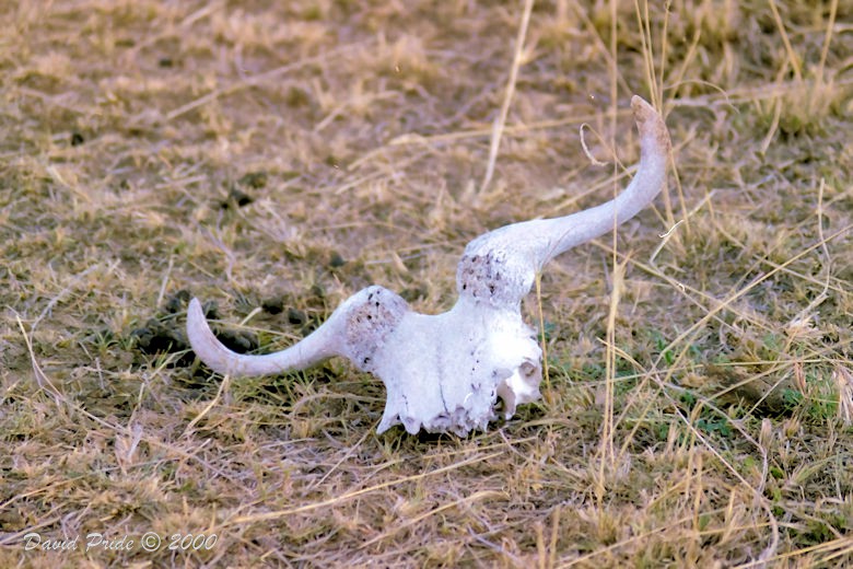 Wildebeest Skull