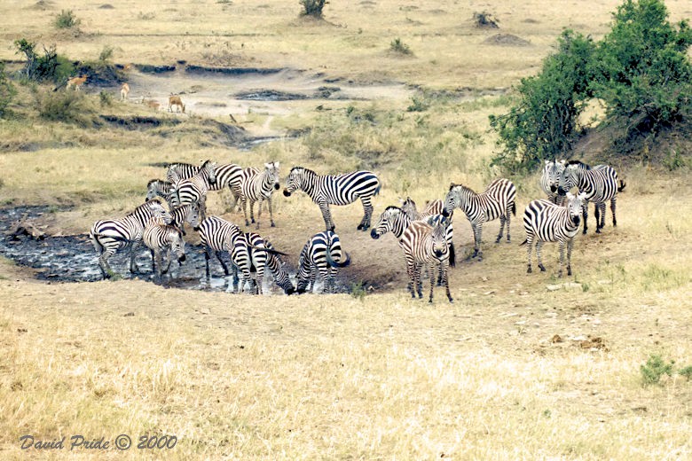 Grant's Zebra
