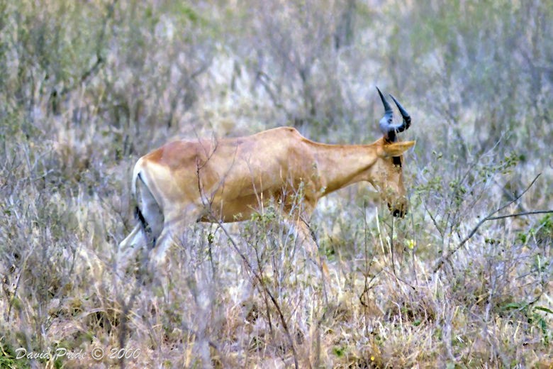 Wildebeest Skull