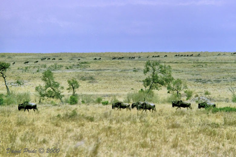 Wildebeest