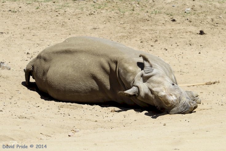 White Rhinoceros