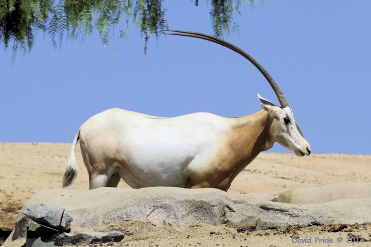 Scimitar-Horned Oryx