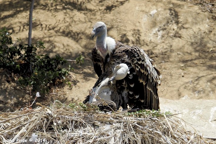Griffon Vulture