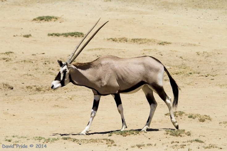 Gemsbok