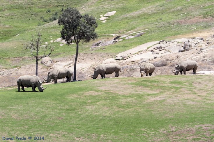 White Rhinoceros