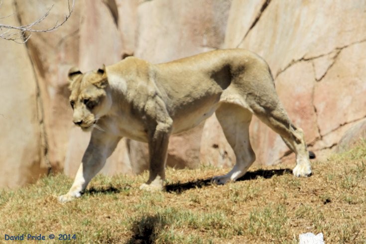 African Lion