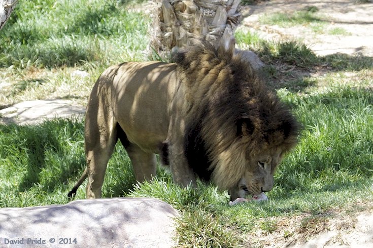 African Lion