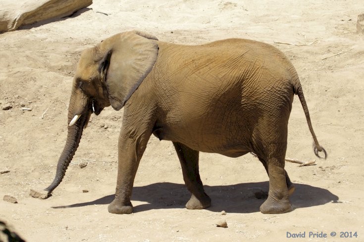 African Elephant