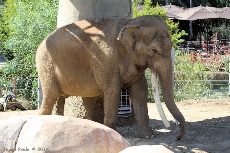 Asian Elephant
