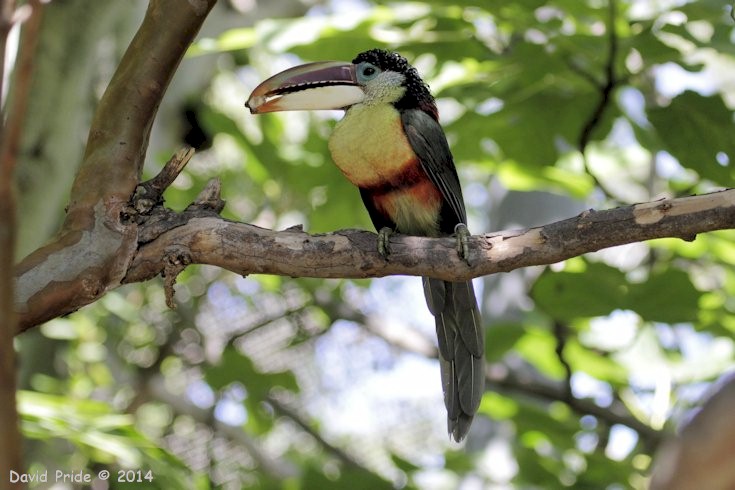 Curl-Crested Aracari