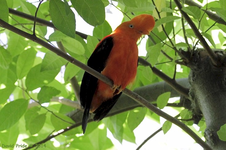 Andean Cock-of-the-Rock