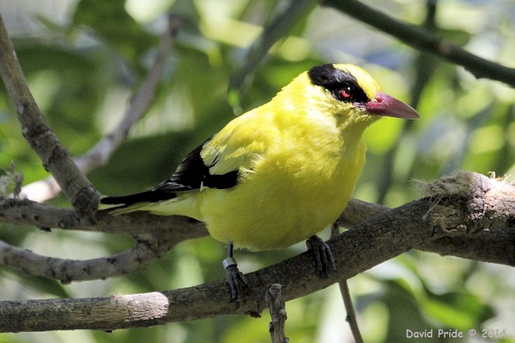 Black-Naped Oriole