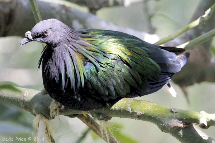 Nicobar Pigeon