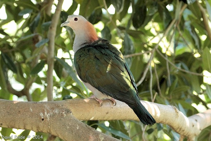 Chestnut Naped Imperial Pigeon
