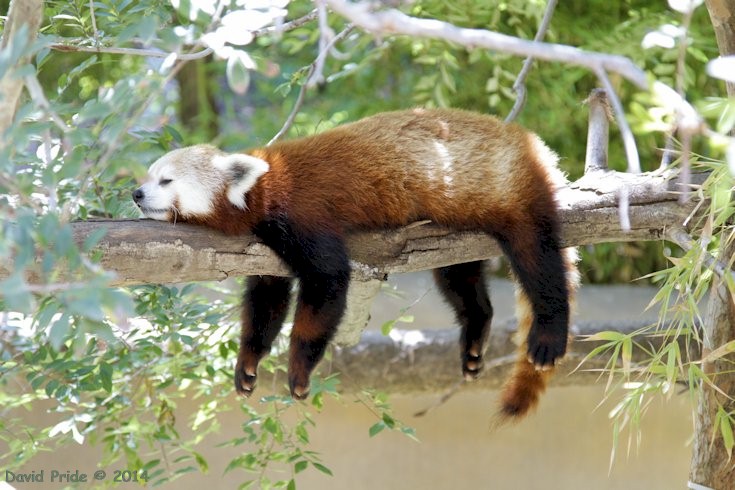 Red Panda