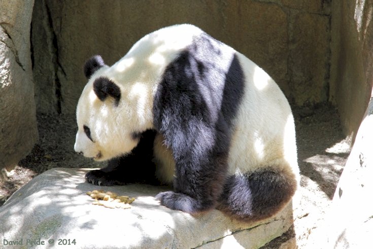 Giant Panda