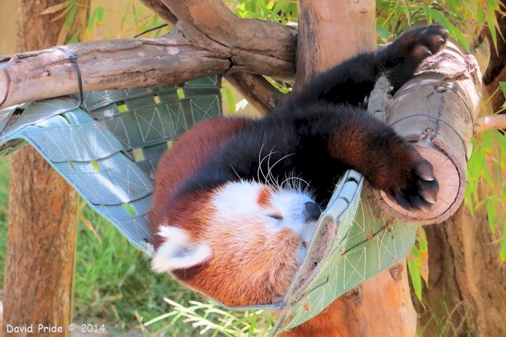 Red Panda