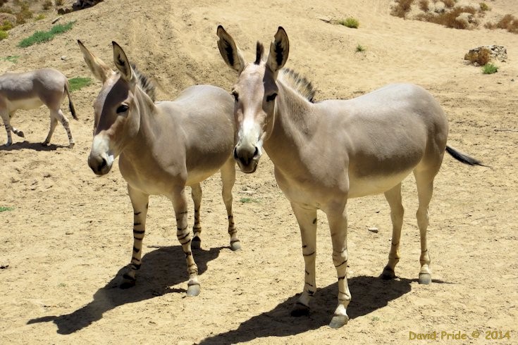 Somali Wild Ass