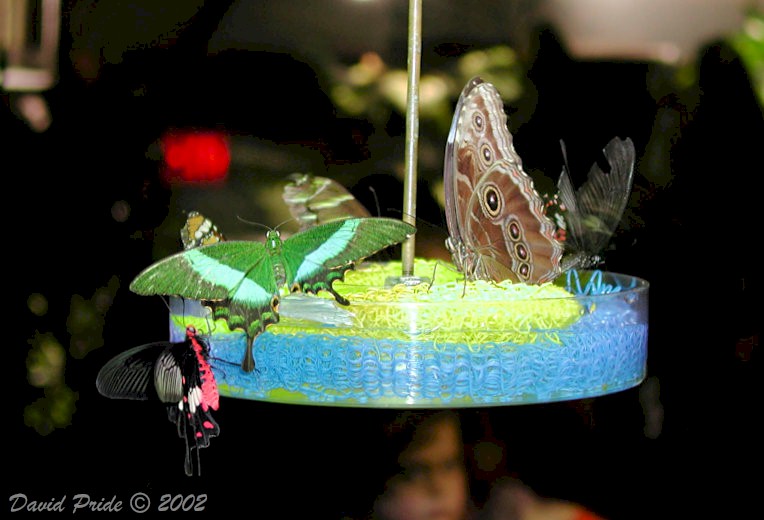 The Butterfly Conservatory
