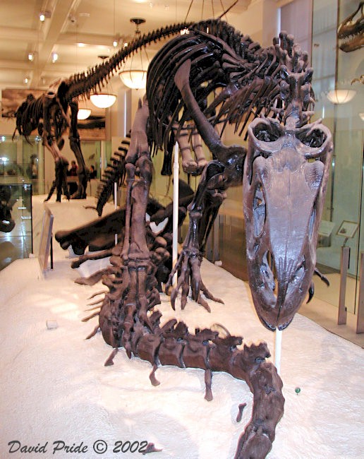 Allosaurus