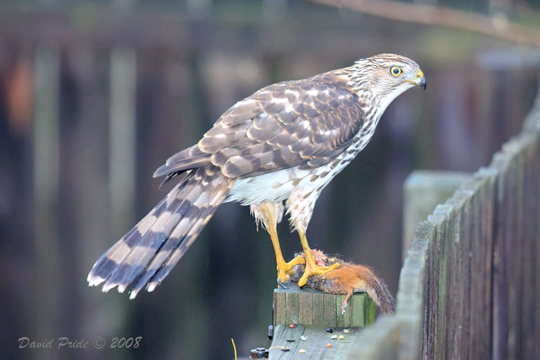 Cooper's Hawk