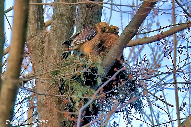 Red-shouldered Hawk