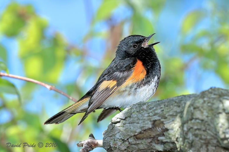 American Redstart