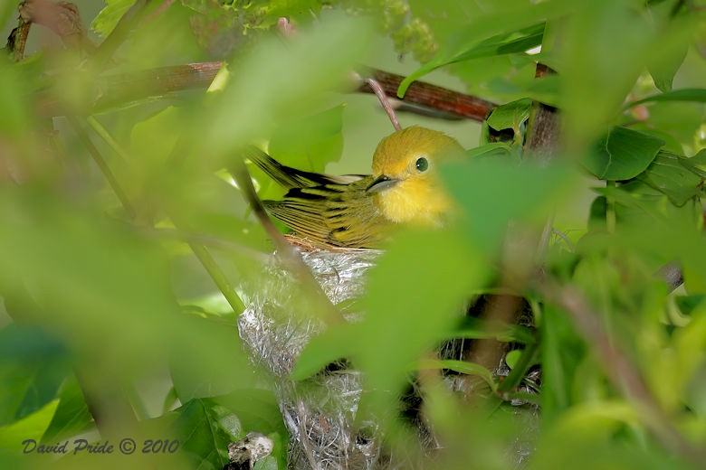 Yellow Warbler