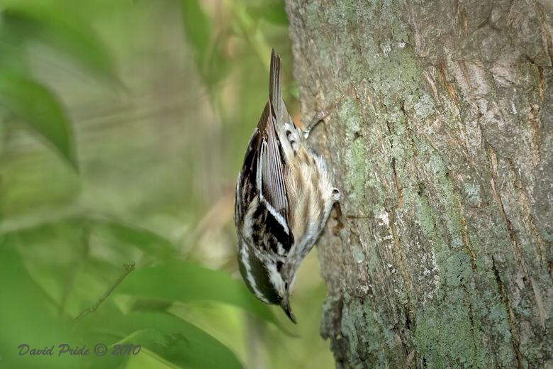 Black-and-white Warbler