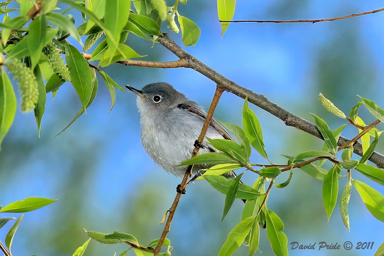 Blue-gray Gnatcatcher
