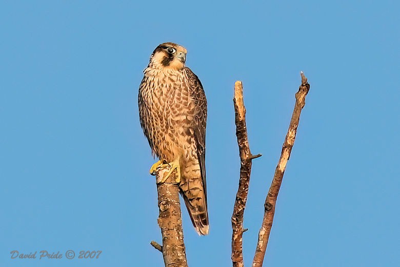 Peregrine Falcon