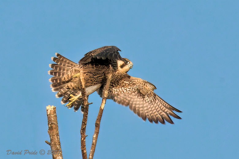 Peregrine Falcon