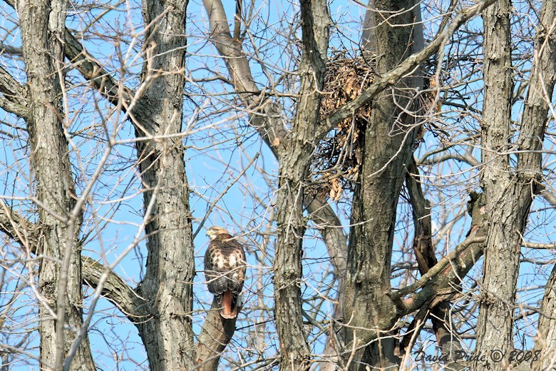 Red-tailed  Hawk